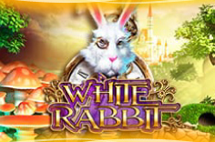 White Rabbit